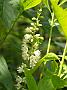 Clehtra alnifolia
